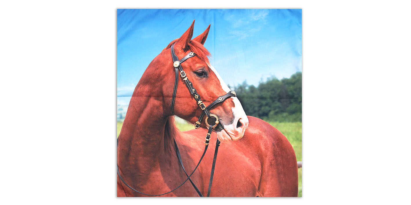 Poszewka 40x40 dekoracyjna MF003 koń wybieg